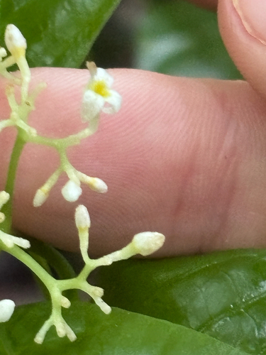 Palicourea acuminata, photograph 4