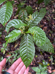 Palicourea acuminata