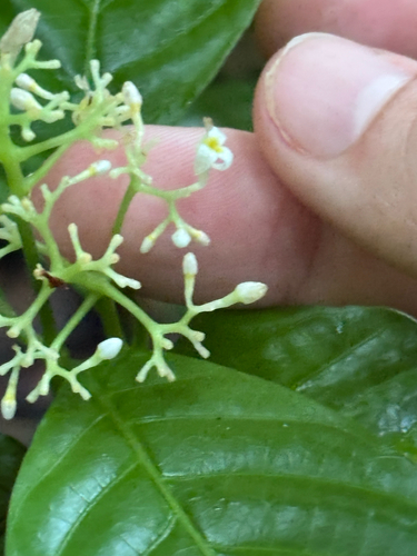 Palicourea acuminata, photograph 5