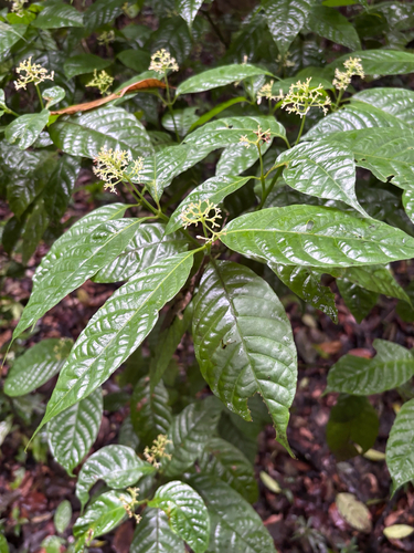 Palicourea acuminata, photograph 2