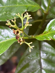 (c) reagan peschke, some rights reserved (CC BY) Palicourea acuminata, photograph (c) reagan peschke, some rights reserved (CC BY)