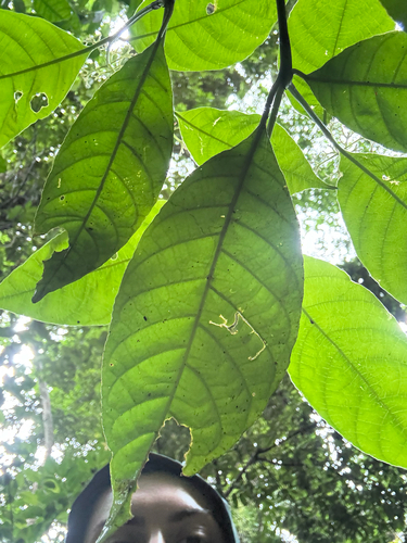 Palicourea acuminata, photograph 6