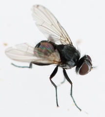 Microsoma exiguum