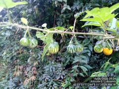 Solanum atropurpureum, photograph (c) Paulo C. O. Cunha, some rights reserved (CC BY)
