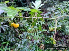 Solanum atropurpureum, photograph (c) Paulo C. O. Cunha, some rights reserved (CC BY)