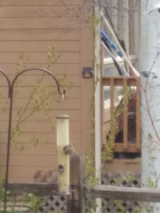 Haemorhous mexicanus