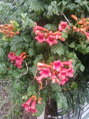 American trumpet vine