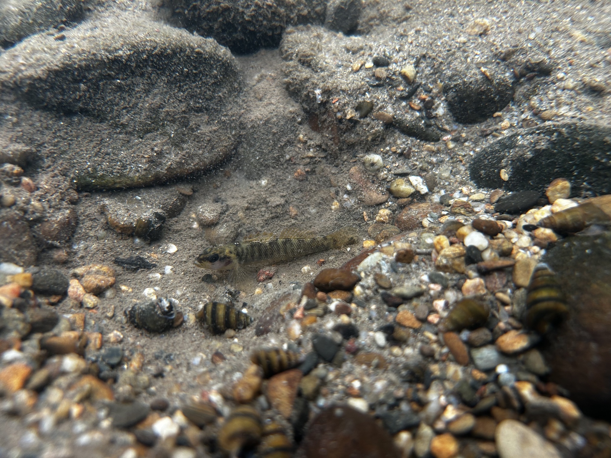 Marbled Darter photo 3