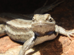 Sceloporus cowlesi