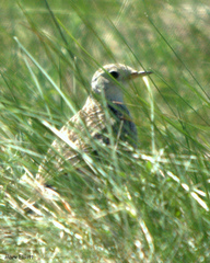 Anthus spragueii