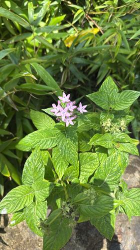 Pentas, 2026-06-22