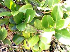 Myrsine chathamica, photograph author not stated, no rights reserved