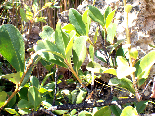 Myrsine chathamica