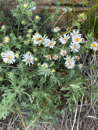 Symphyotrichum falcatum, photograph 6