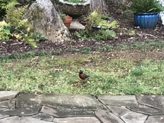 Turdus migratorius