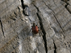 Tatianaerhynchites aequatus