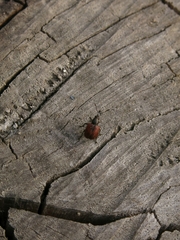 Tatianaerhynchites aequatus