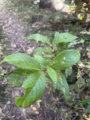 Hairy Psychotria