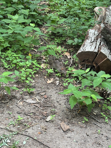 Rat photographed near here on 2026-06-22