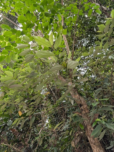 Leucosyke capitellata observed 2026-06-05