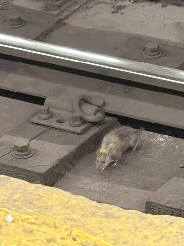 Rat photographed near here on 2026-06-21