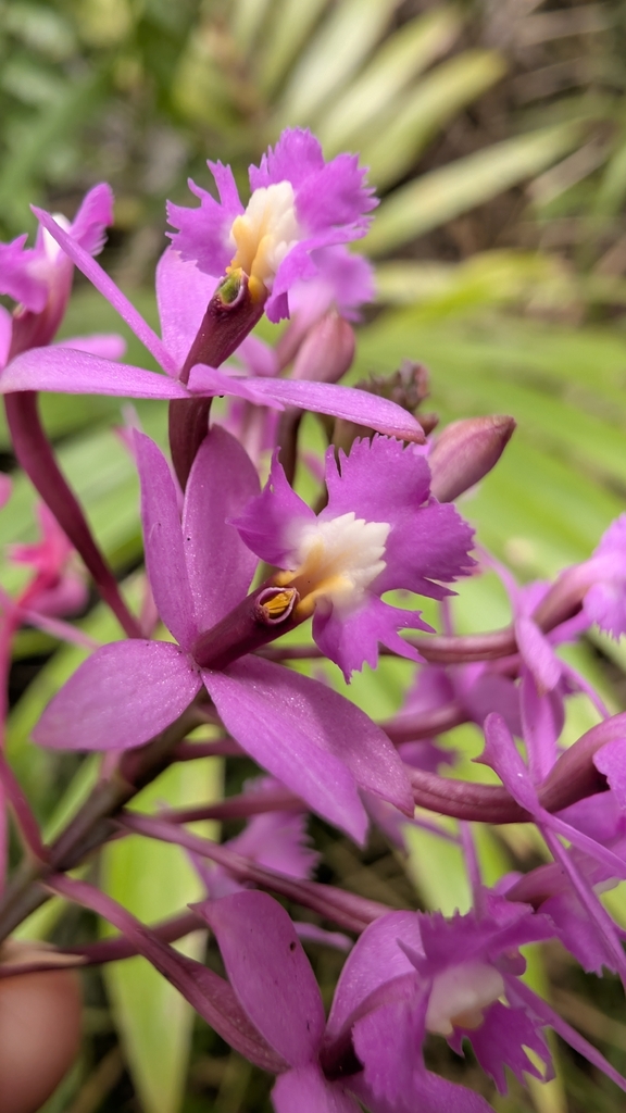 Epidendrum incisum Rchb.f.