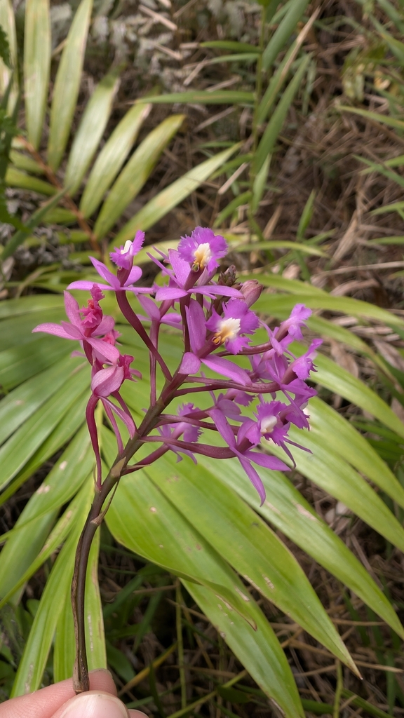 Epidendrum incisum Rchb.f. 2