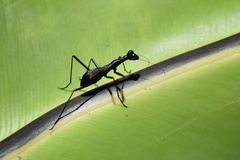 Derocrania