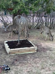 Odocoileus virginianus