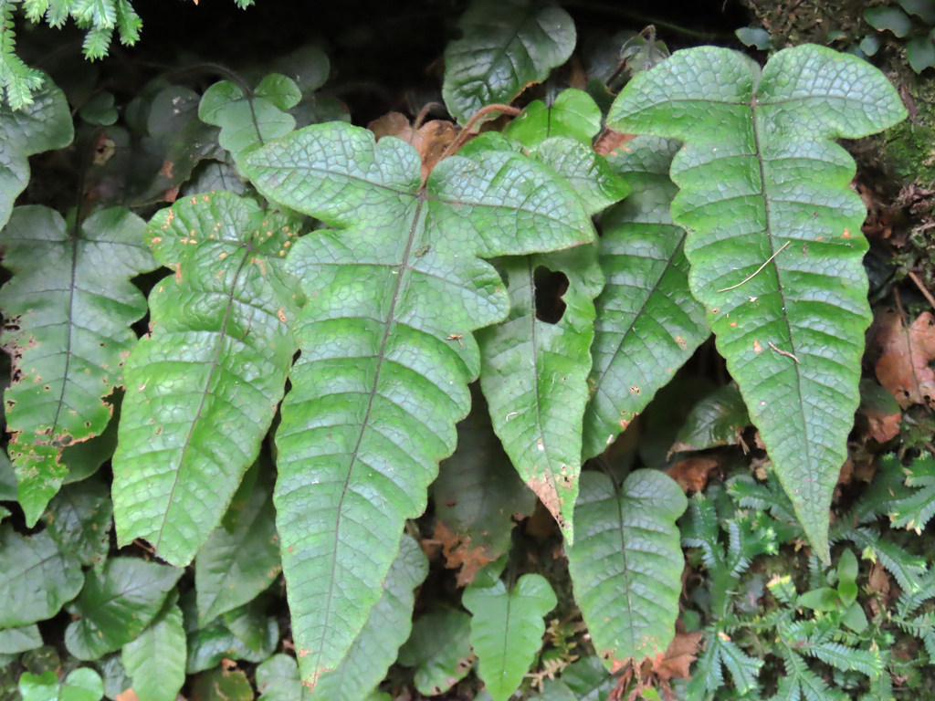 Stegnogramma wilfordii
