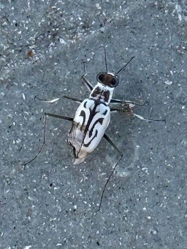 Eastern Beach Tiger Beetle photo 6