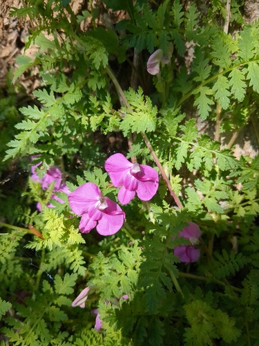 Pedicularis muscicola
