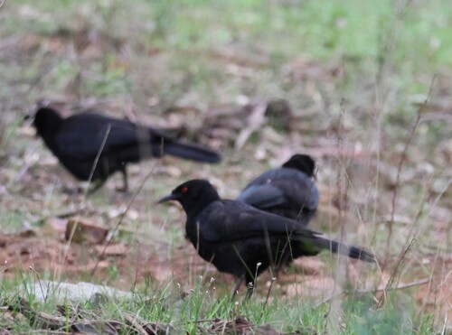White-winged Chough