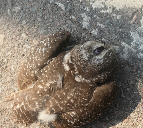 Spotted Owlet