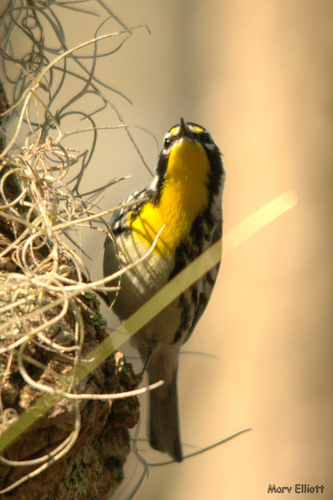 Yellow-throated Warbler