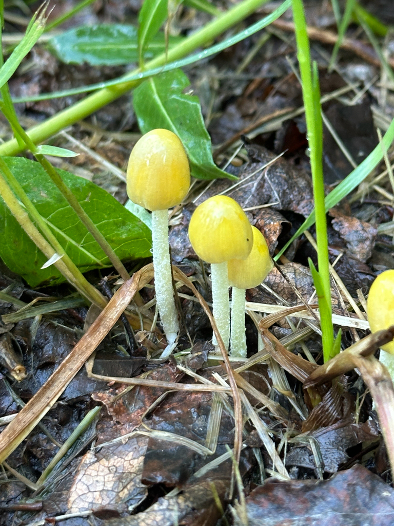 yellow fieldcap · June 2026 · photo: Photo: no rights reserved · iNaturalist