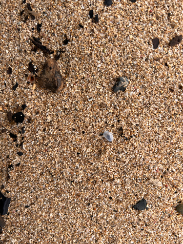 Nesobornia hawaiensis observed 2026-06-04