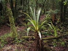 Cordyline indivisa, photograph (c) Angus Campbell, some rights reserved (CC BY)