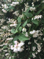 Deutzia scabra