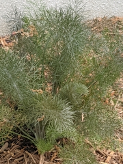 Foeniculum vulgare dulce