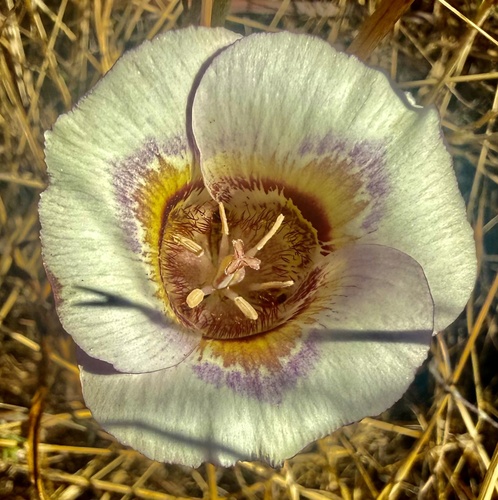 Calochortus argillosus, photograph 1