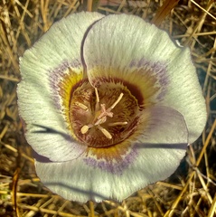 Calochortus argillosus