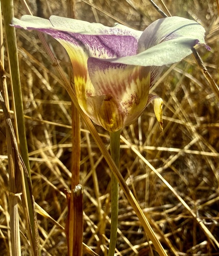 Calochortus argillosus, photograph 2
