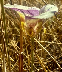 Calochortus argillosus, photograph author not stated, no rights reserved