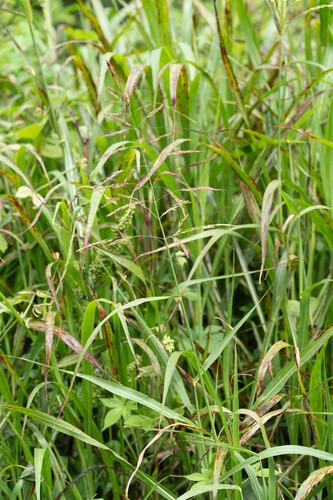 Johnson grass
