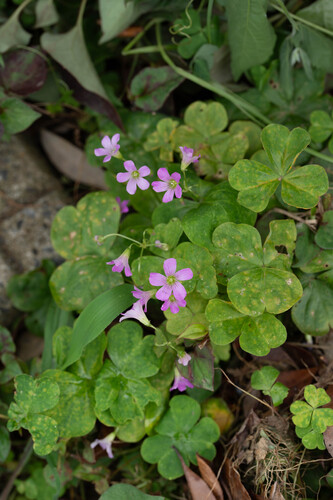 Largeflower pink-sorrel