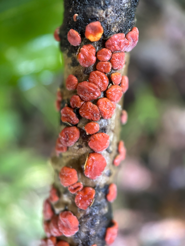 Red Tree Brain Fungus · June 2026 · photo: Photo: no rights reserved · iNaturalist