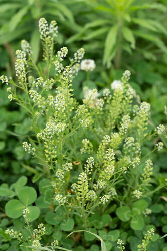 Virginia pepperweed