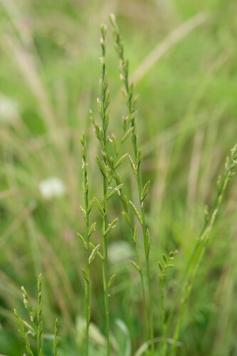 Perennial Ryegrass