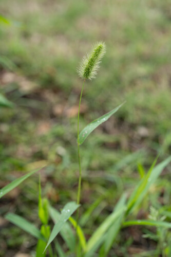 Green Bristle Grass